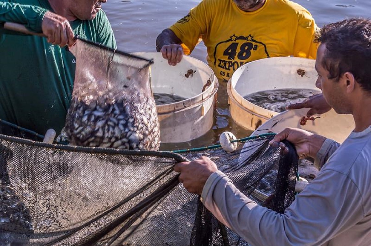 peixes mato grosso